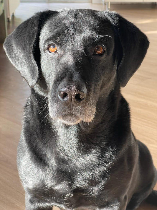 ¿Por qué adoptar a un perro mayor?